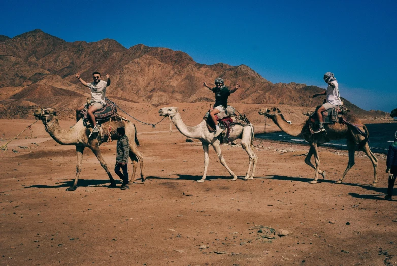 people are riding on top of two camels