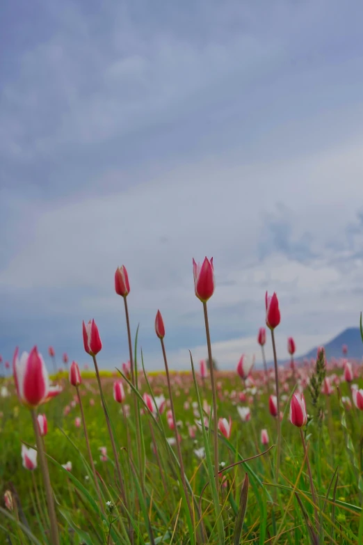 pink flowers with long stems in the grass