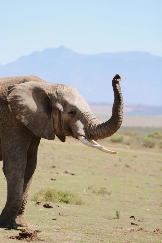 an elephant that is standing on the grass