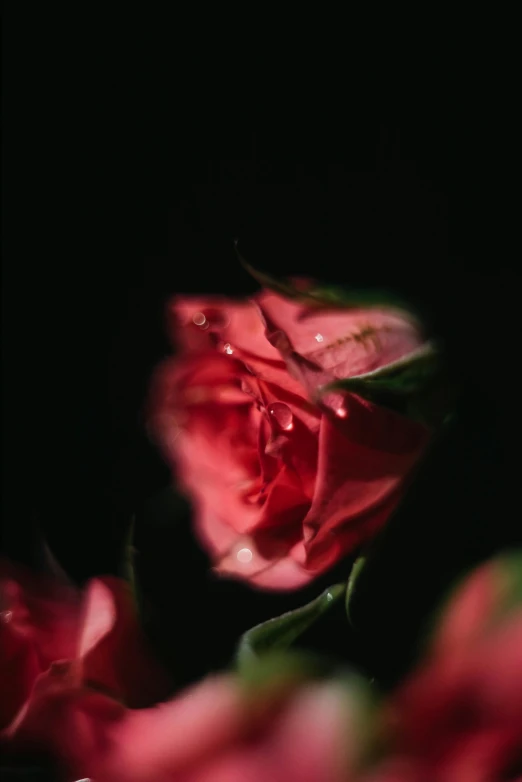 a single flower that is on a table