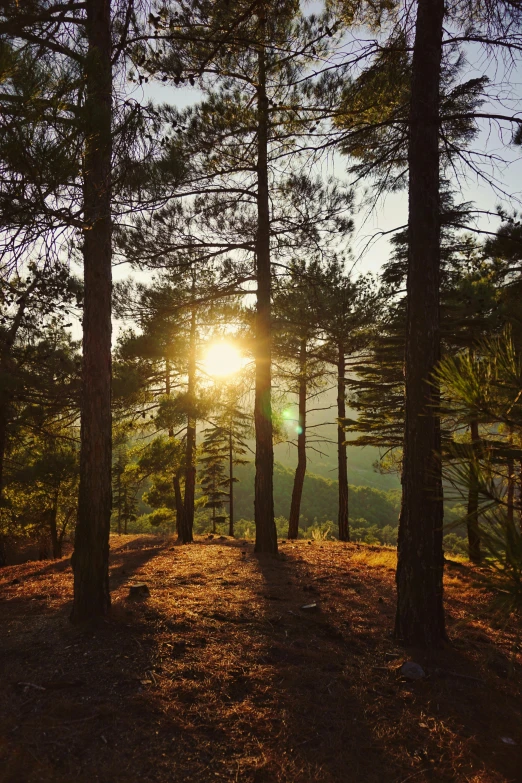 sunlight peeking through the trees on a hillside