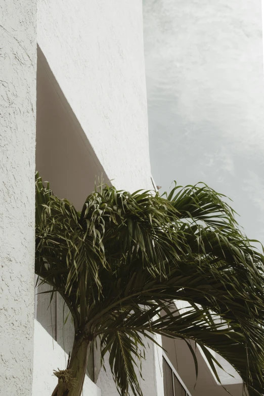 a tree leaning against a white building with sky in the background