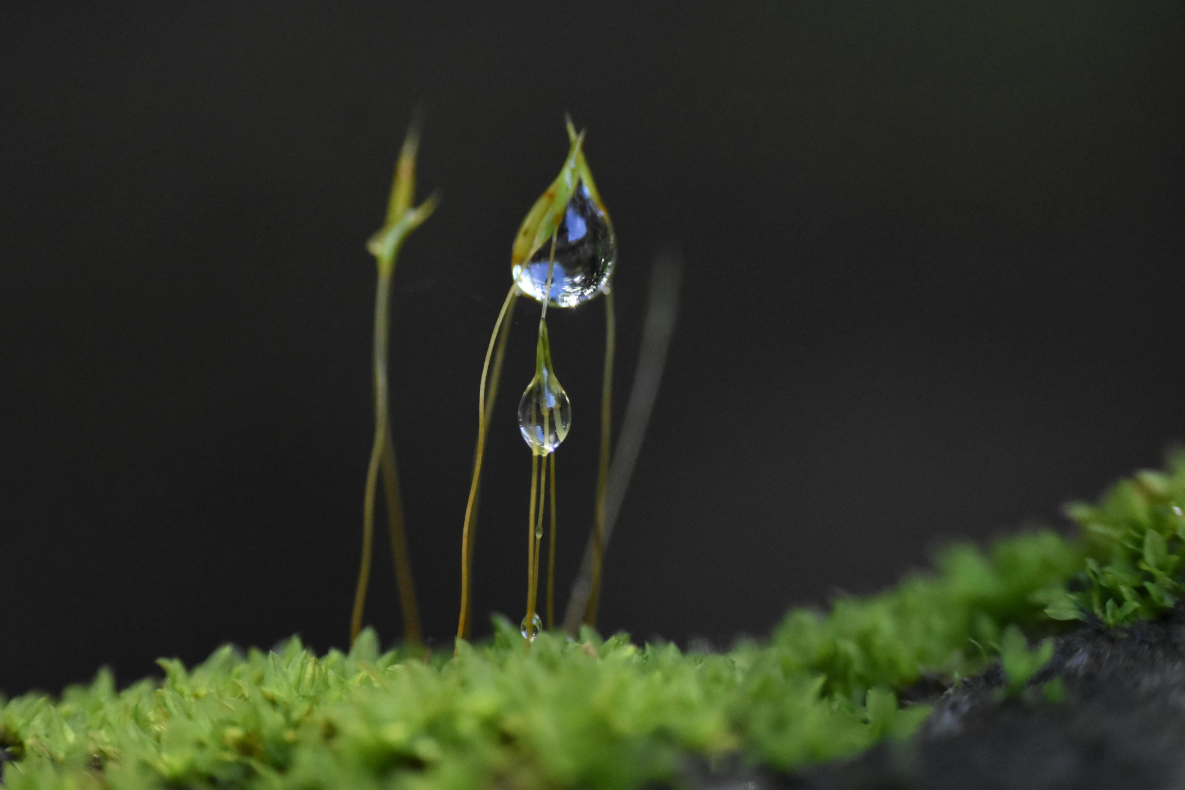 two drops of water sit on moss near each other