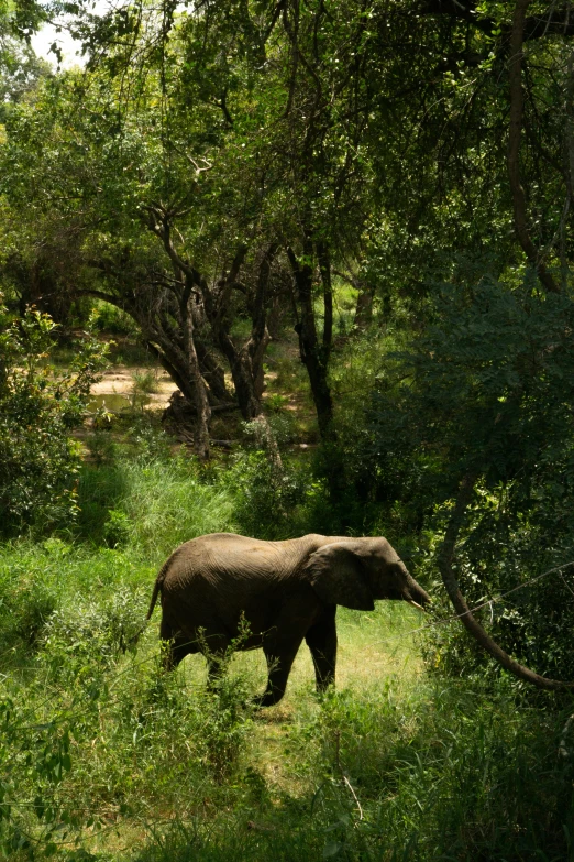 an elephant is walking through the brush outside