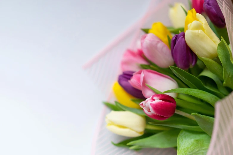 closeup of several tulips with yellow and purple centers