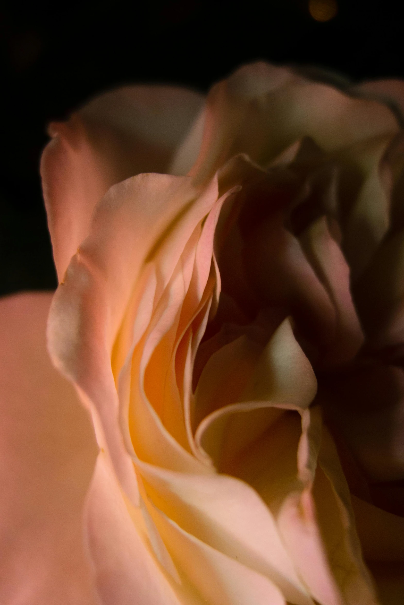 a closeup of a rose flower with its blooming petals