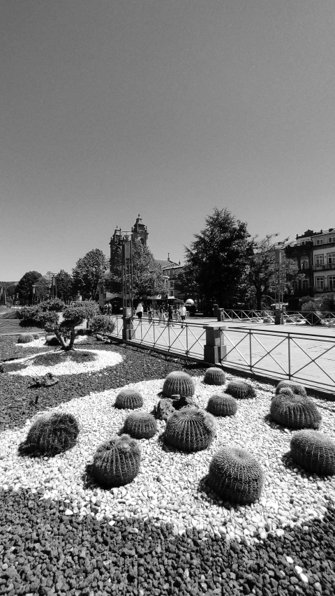 a black and white po of a garden that has bushes