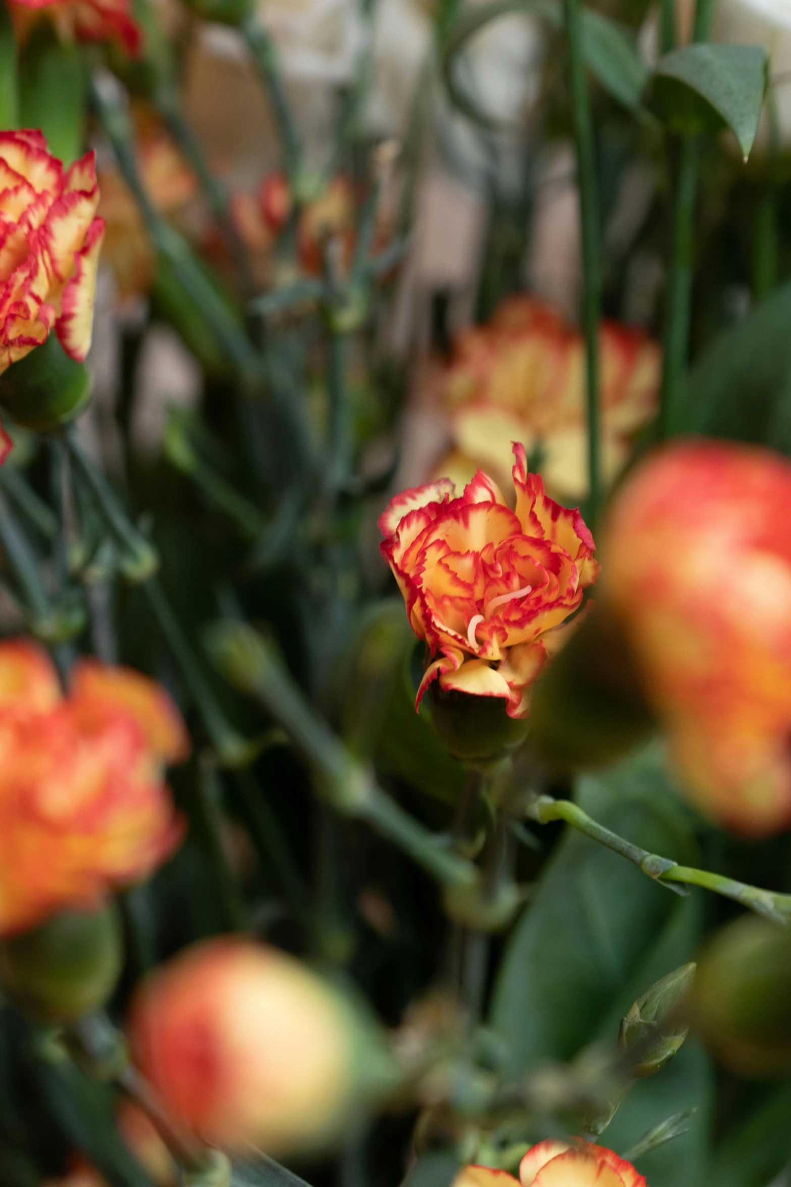 red and yellow flowers are growing on a bush