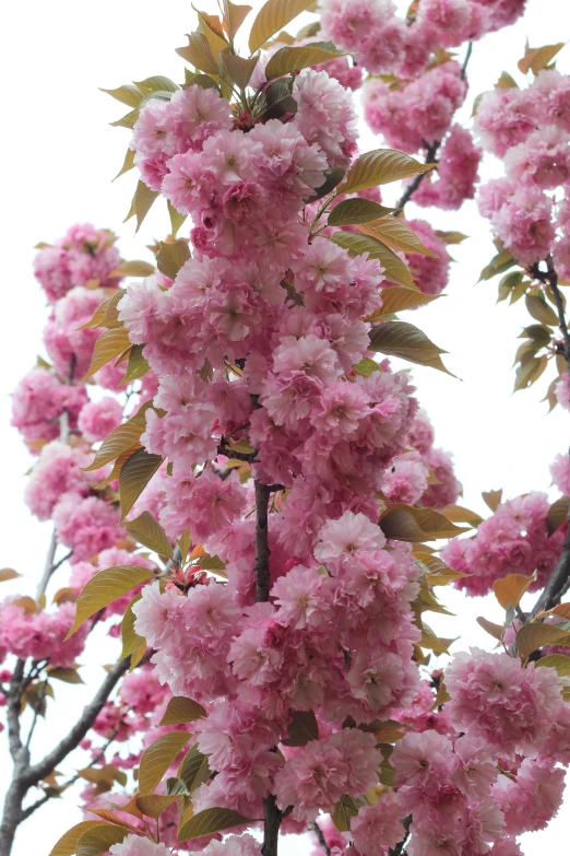 the pink blossoms of this flowering plant are so pretty