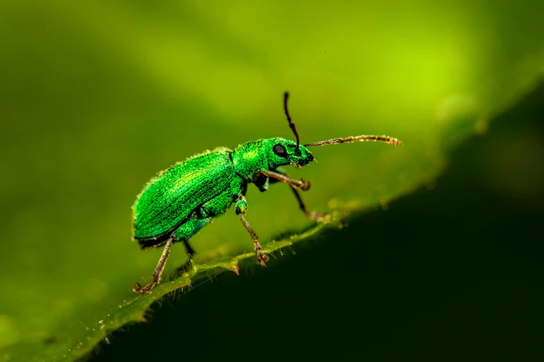 an image of a green insect on a leaf