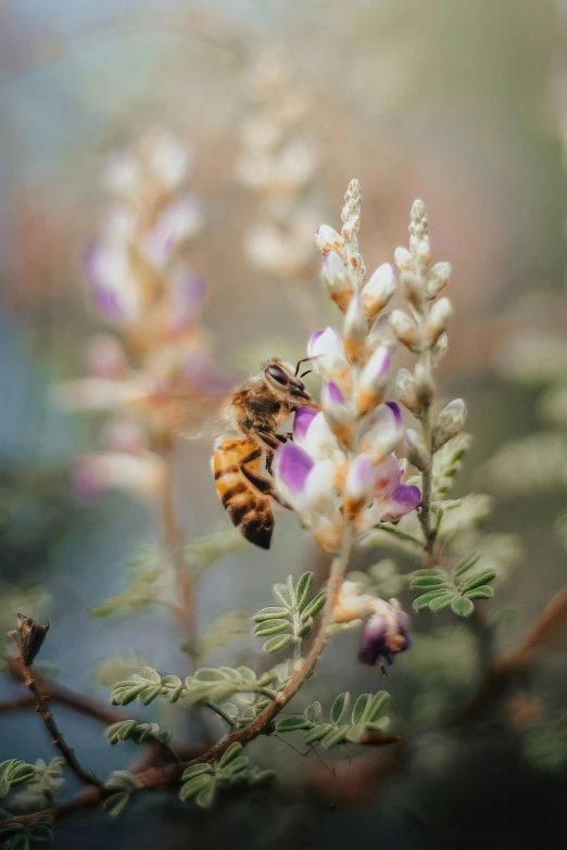 a bee that is flying around some flowers