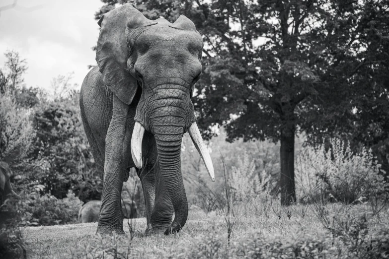 an elephant walking down the dirt road next to trees