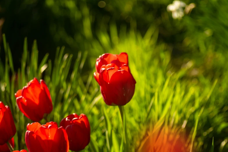 a group of red flowers sitting on the grass