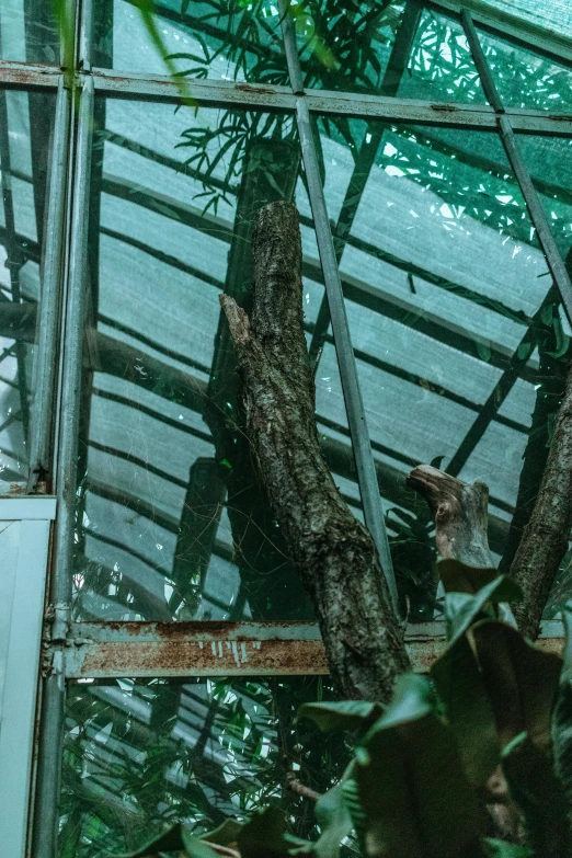 a man taking a po of a tree through a glass wall