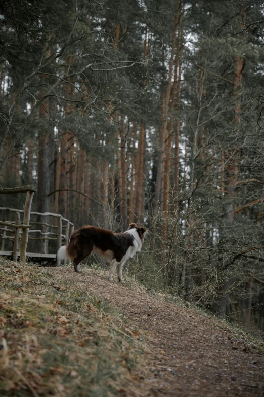 a brown and white dog walking across a grass covered hillside