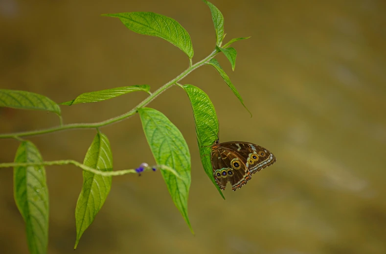 a erfly that is perched on a nch