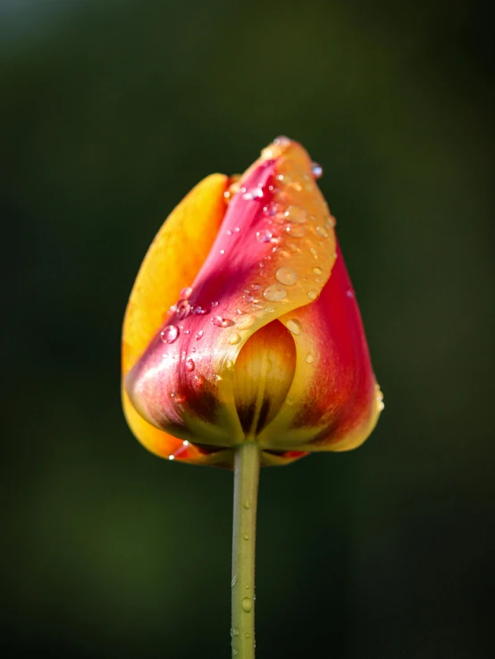 a red and yellow flower with drops of water on it