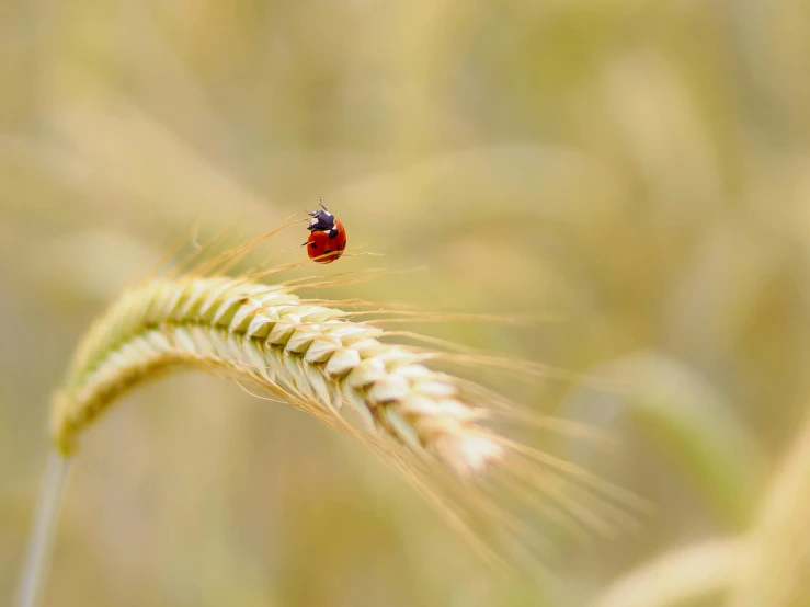 a red and black insect is in a green field