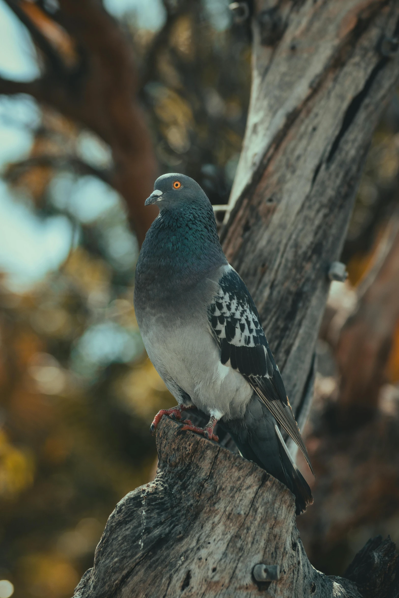 a small bird is standing on top of a tree