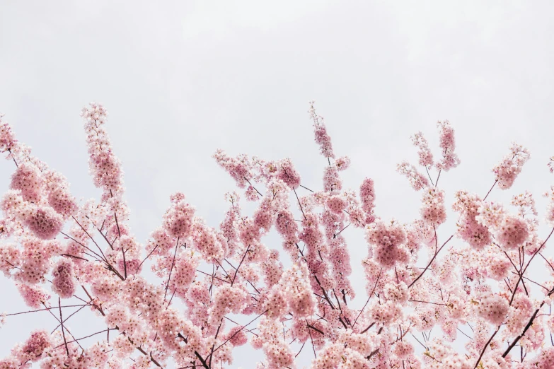 pink flowers on a tree in full bloom with some cloud