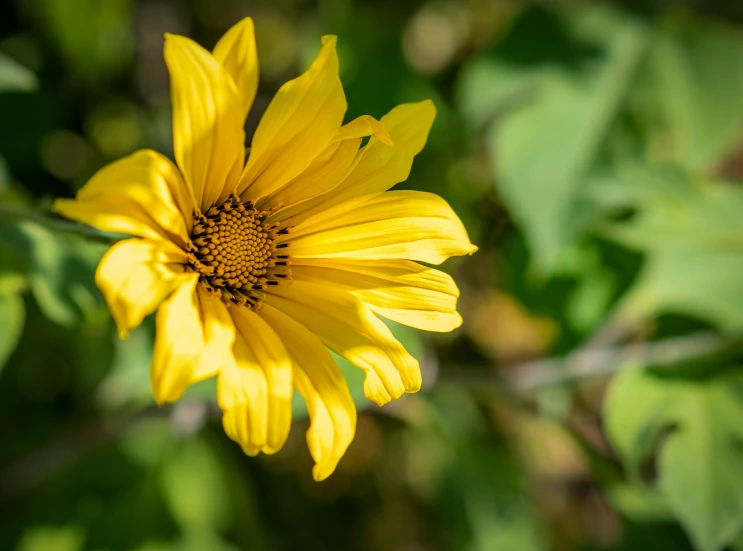 this is a sunflower with green leaves in the background