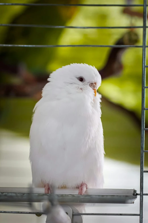 the white bird has a yellow beak