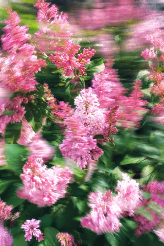 a beautiful pink flower with blurred petals