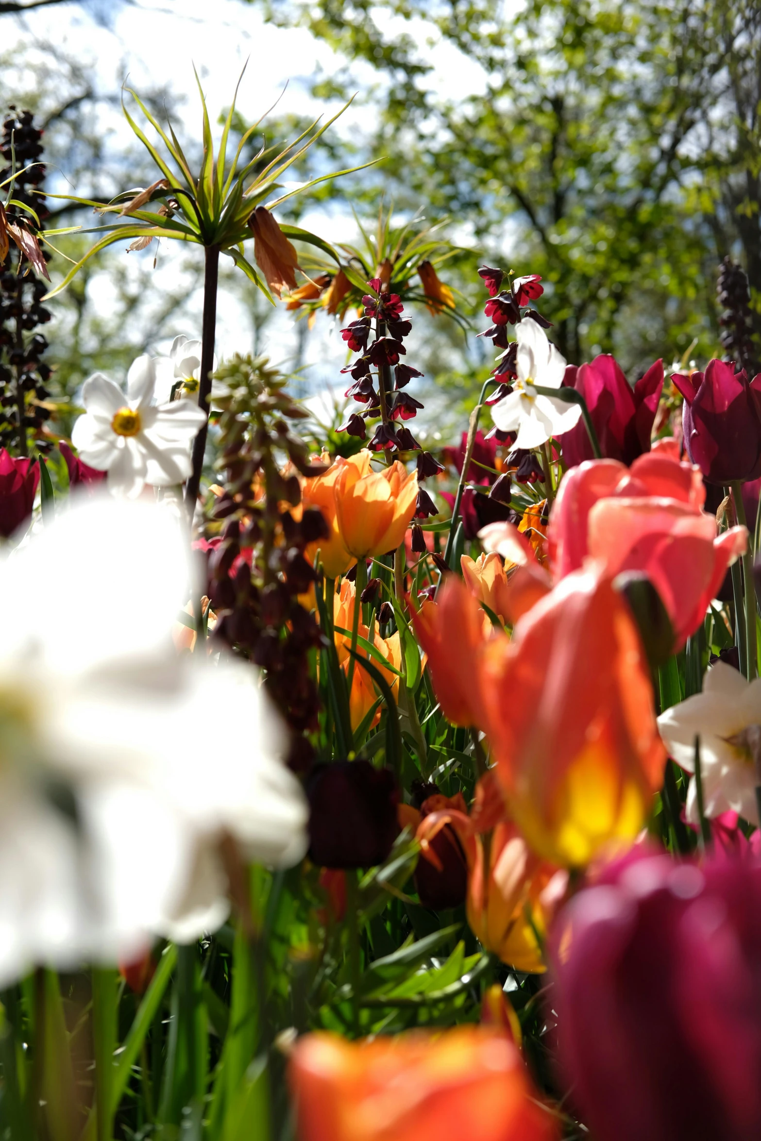 an outdoor garden full of various flowers