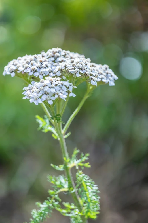 a single flower is blooming among the forest