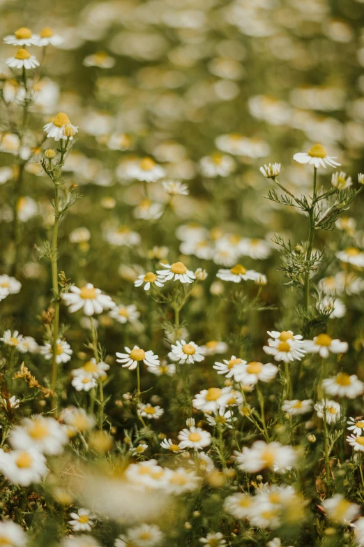 a field full of daisies and other flowers