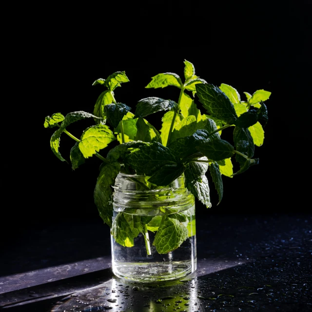green plants in a vase on the table