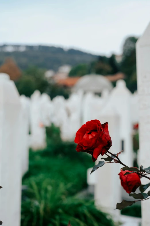 a red rose on a nch in a cemetery