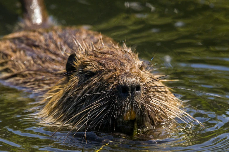 a large animal standing on top of water