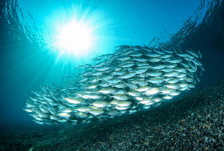 the large group of fish are swimming together under the water