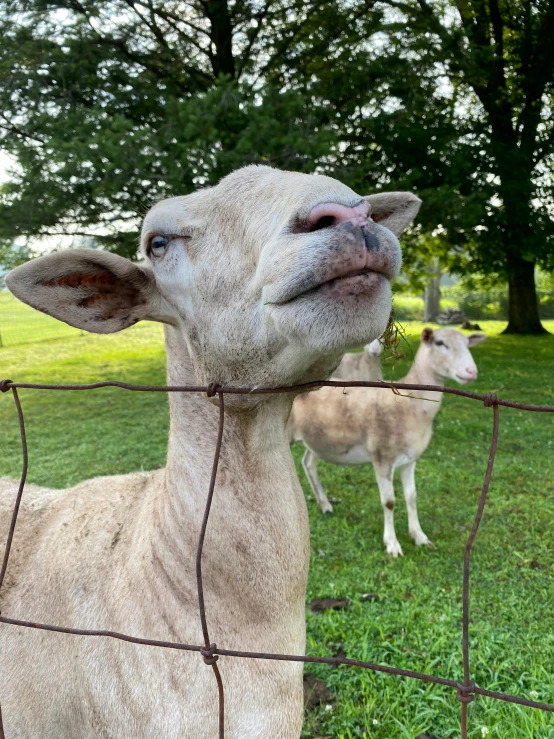 there is a small goat in the grass with its head sticking over the fence