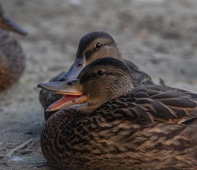 two ducks sitting next to each other on the ground