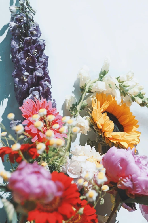 different colored flowers against a wall in sunlight