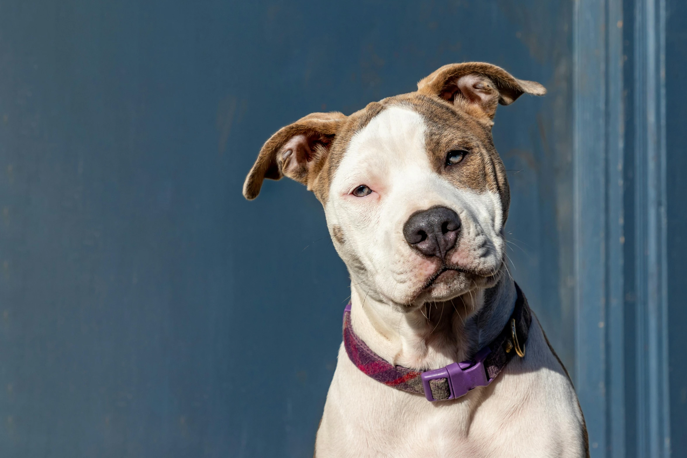 dog with blue background and collar looking away