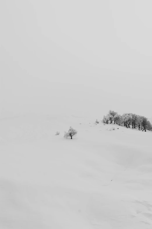 several small trees in snow covered field with sp grass