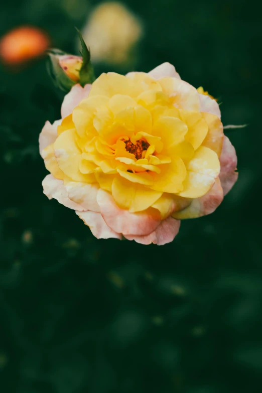 a flower is growing in the grass near other flowers