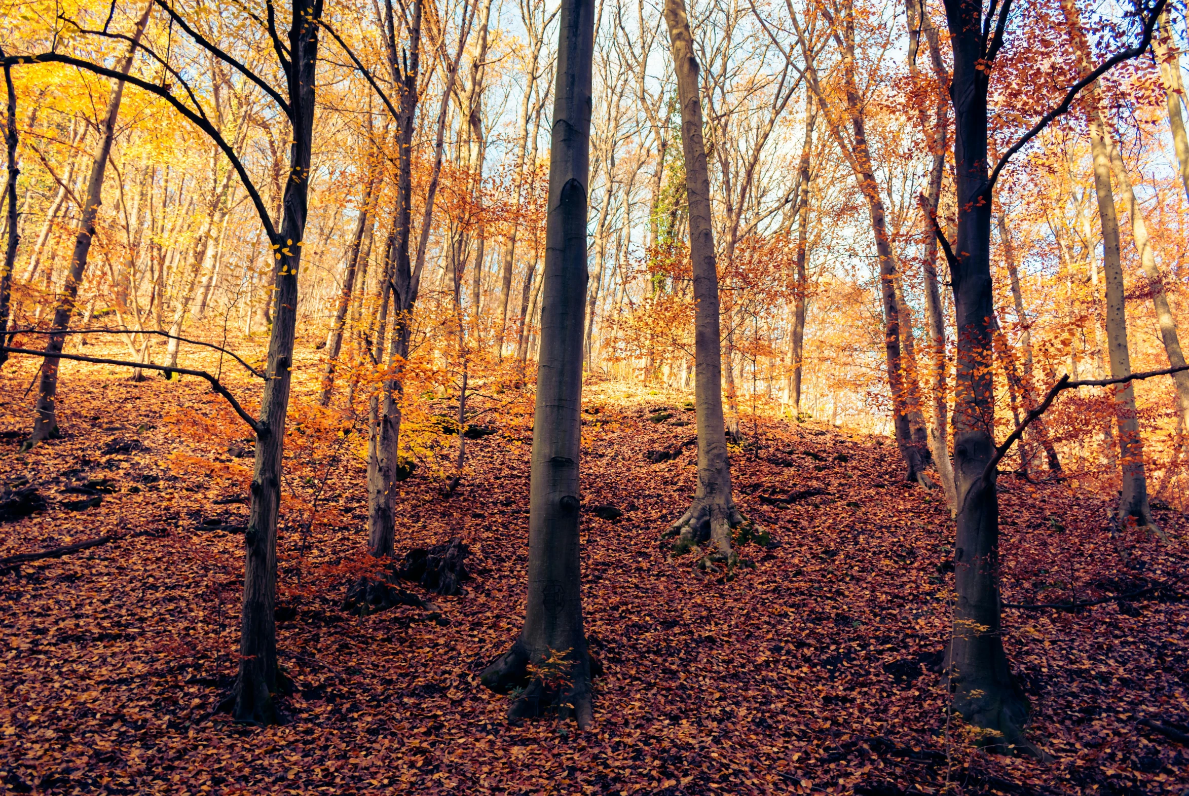 the forest is full of colorful foliage with lots of trees