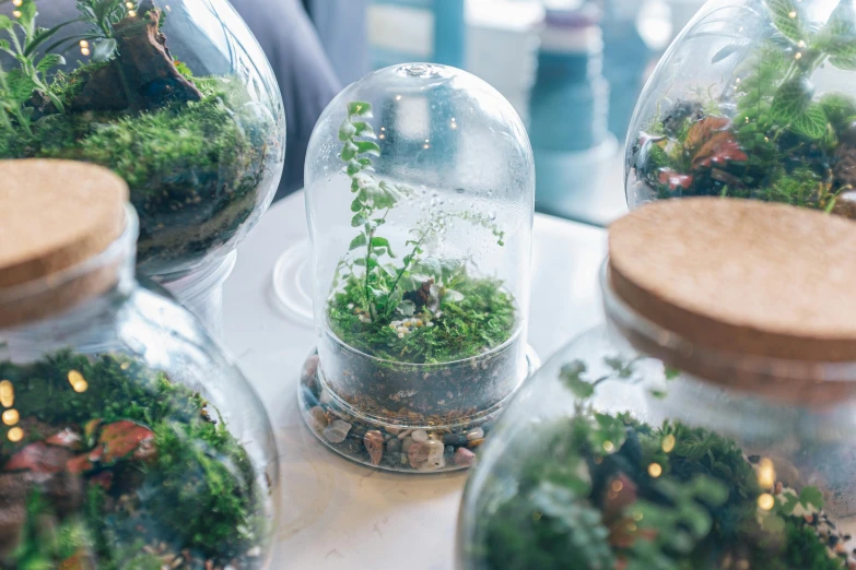 three glass jars filled with plants in them