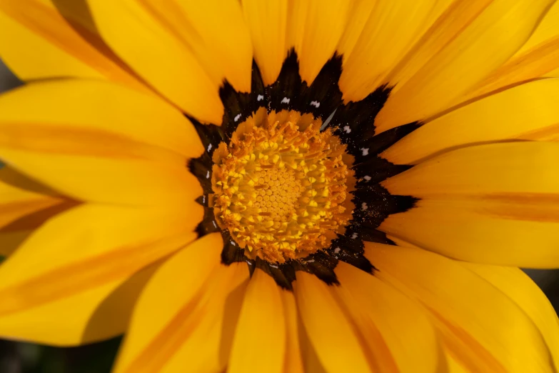 a close up view of a yellow flower with black centers