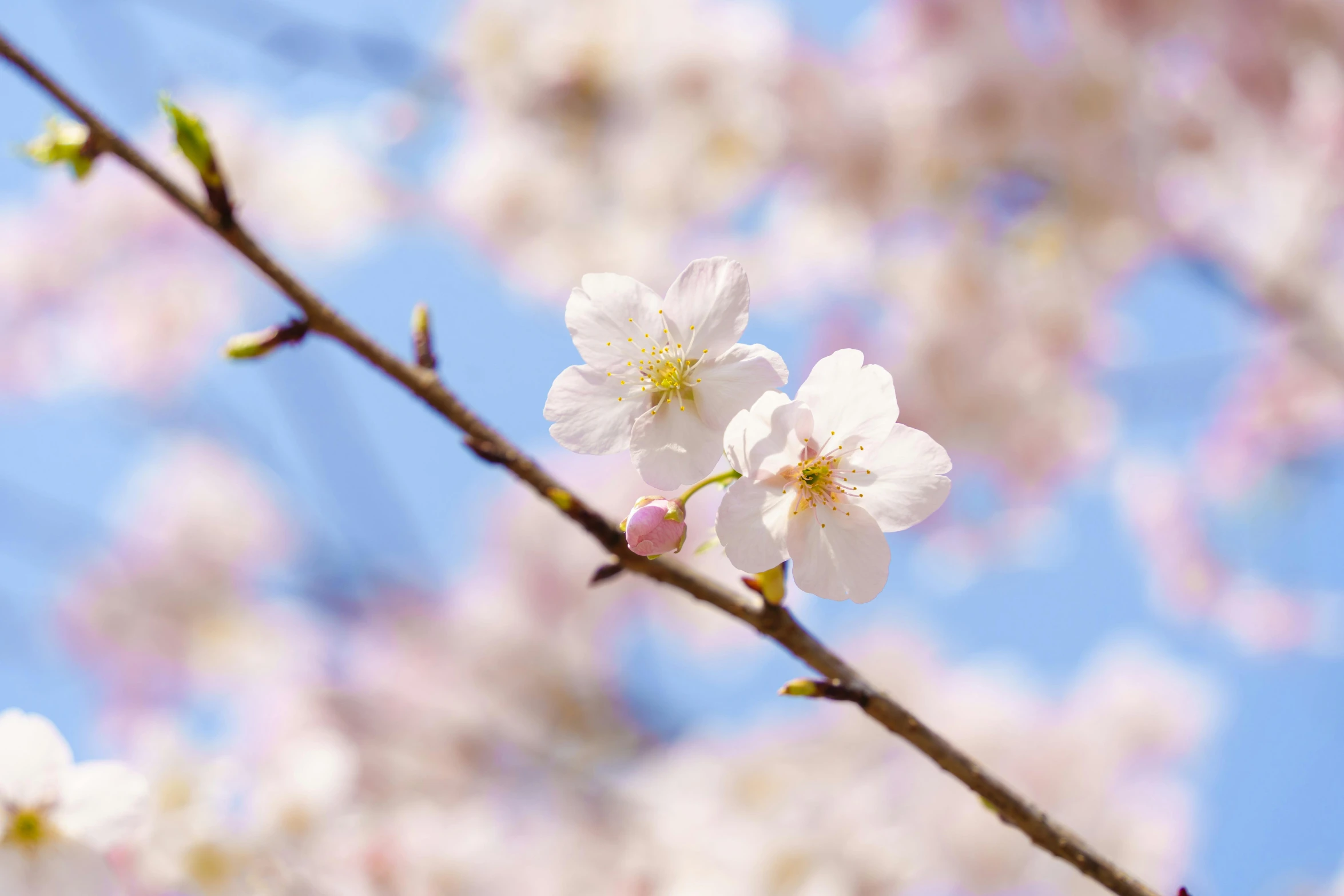 close up po of white flowers on a tree nch