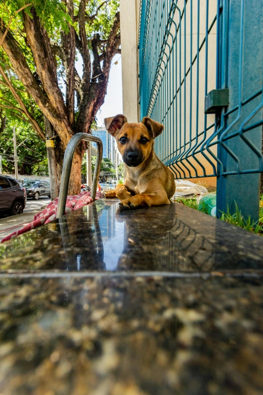 small dog sits on top of outdoor item