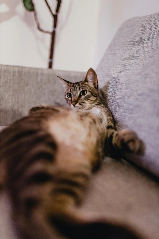 a cat is lying on its back with it's paw near someone's legs