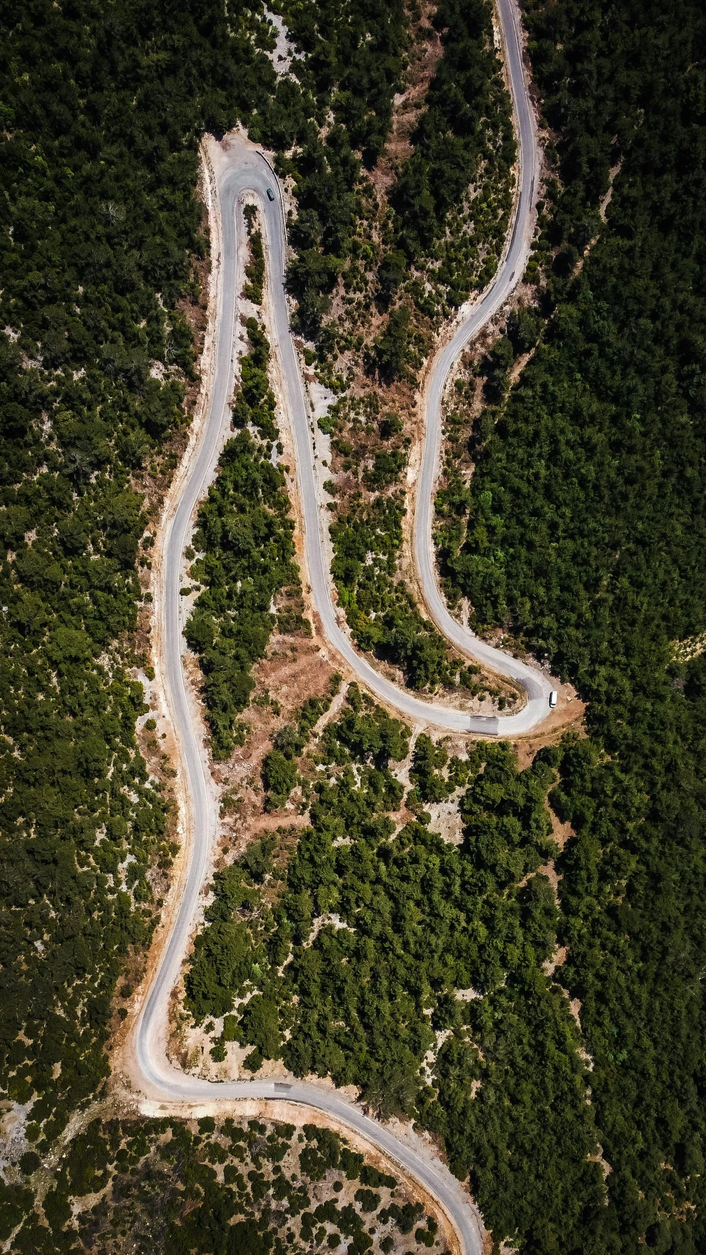 a winding road in a pine forest during the night