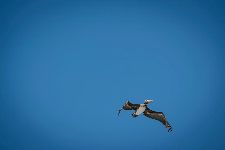 the seagull flies against the blue sky