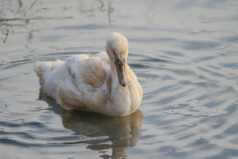 the bird is floating in the water and staring straight ahead