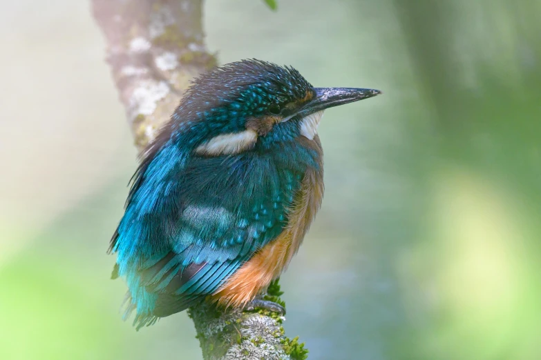 a very colorful bird perched on a thin nch